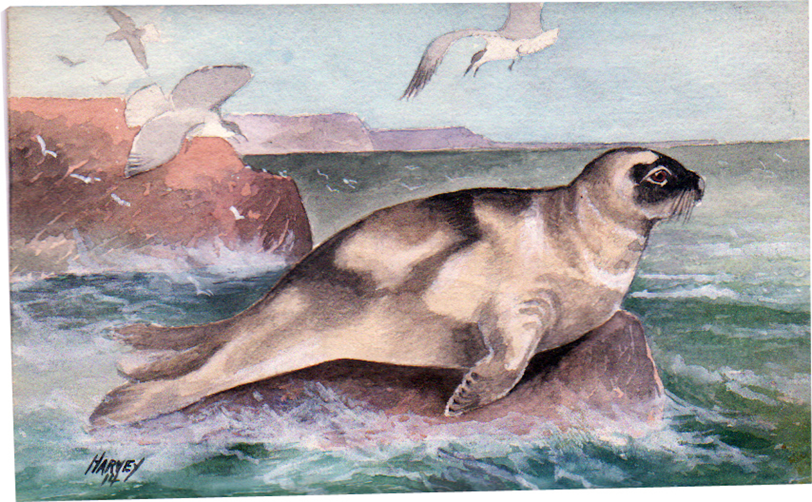 00-Harbor-seal