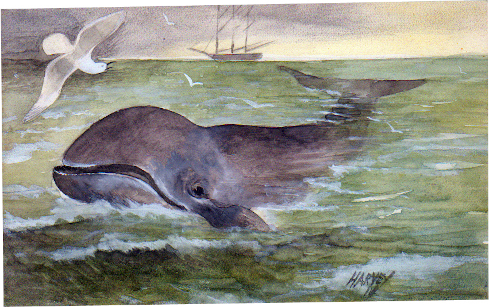 00-Right-Whale
