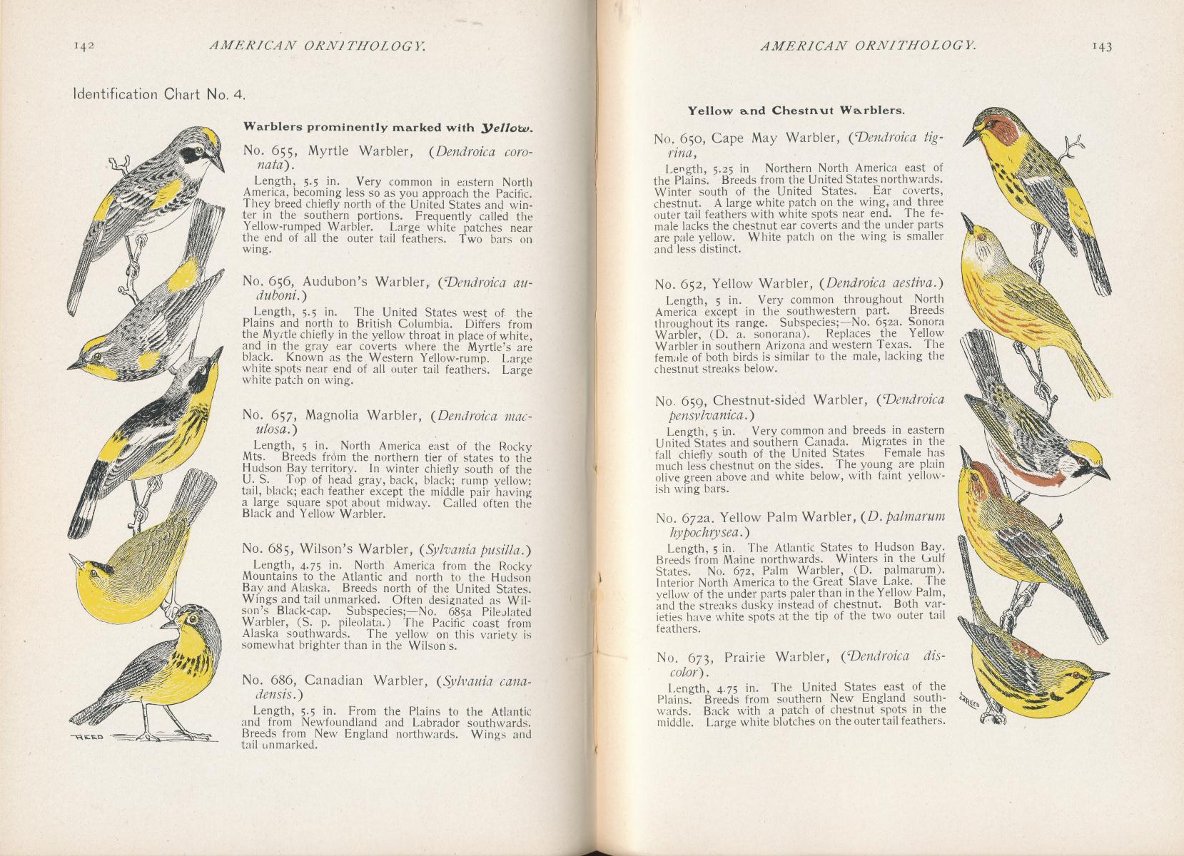 Warbler Identification Chart: A Visual Reference of Charts | Chart Master