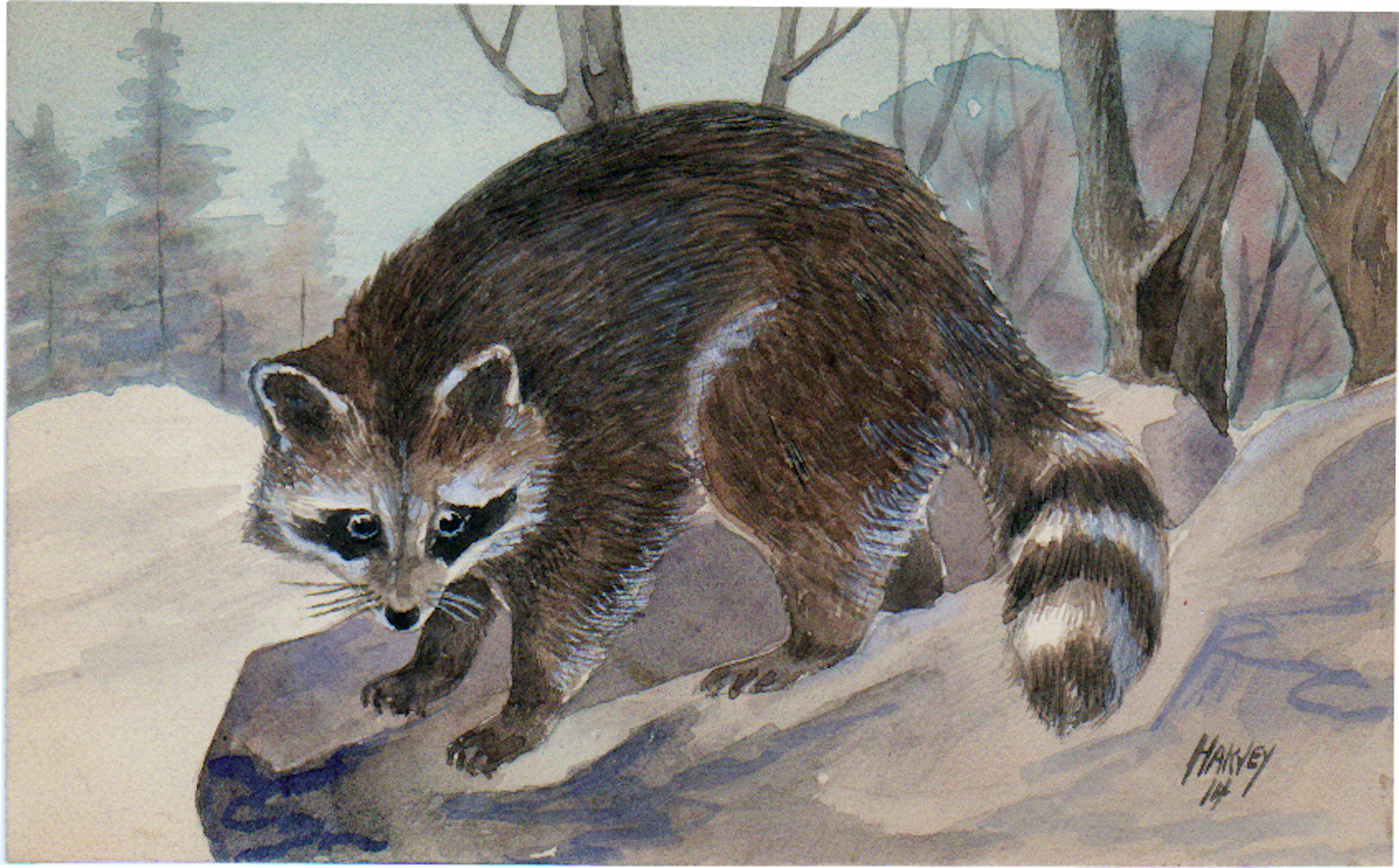 06-Raccoon