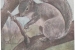 07-Gray-Squirrel-FG