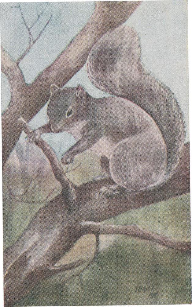 07-Gray-Squirrel-FG