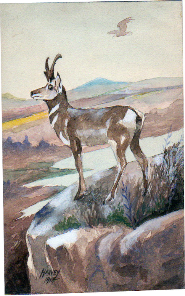 15-Antelope