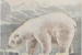 16-Polar-Bear-FG