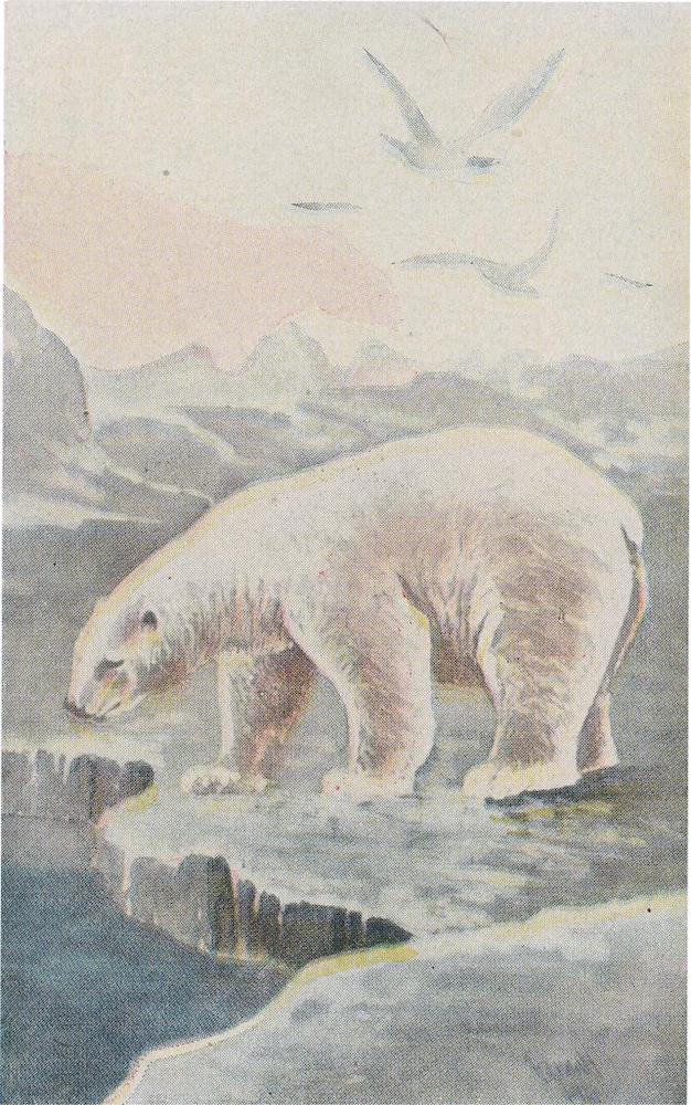 16-Polar-Bear-FG