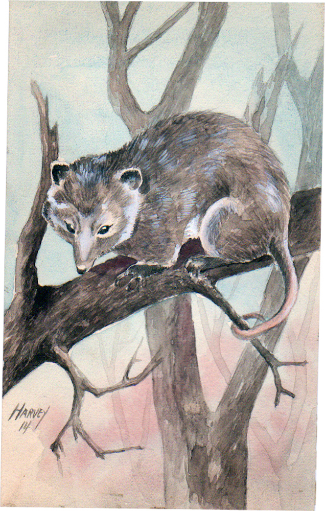 18-Opossum