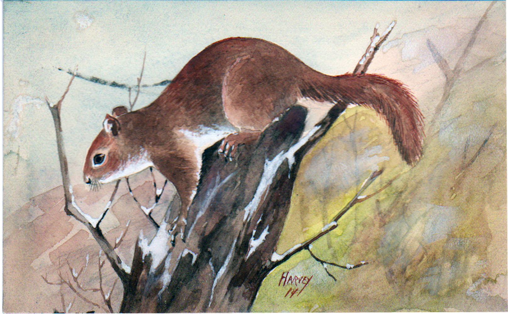 19-Red-Squirrel