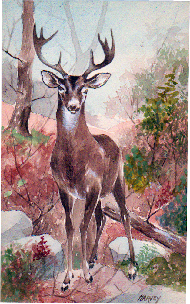 25-Mule-Deer