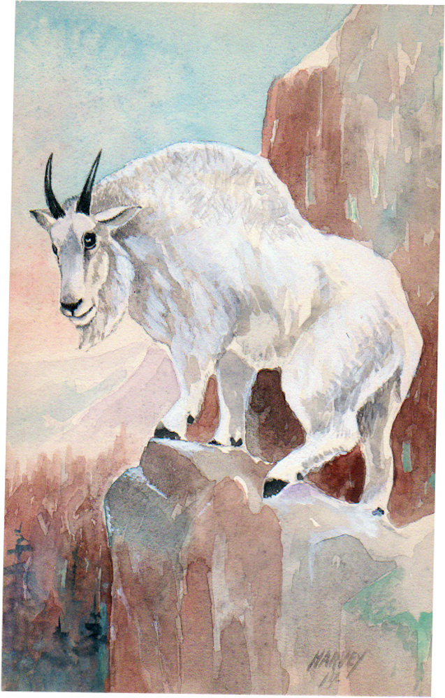 27-Mountain-Goat