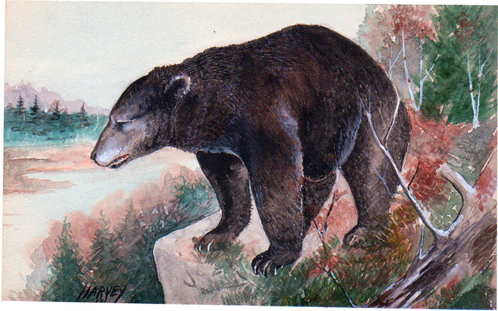 28-Black-bear