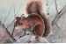 34-Fox-Squirrel