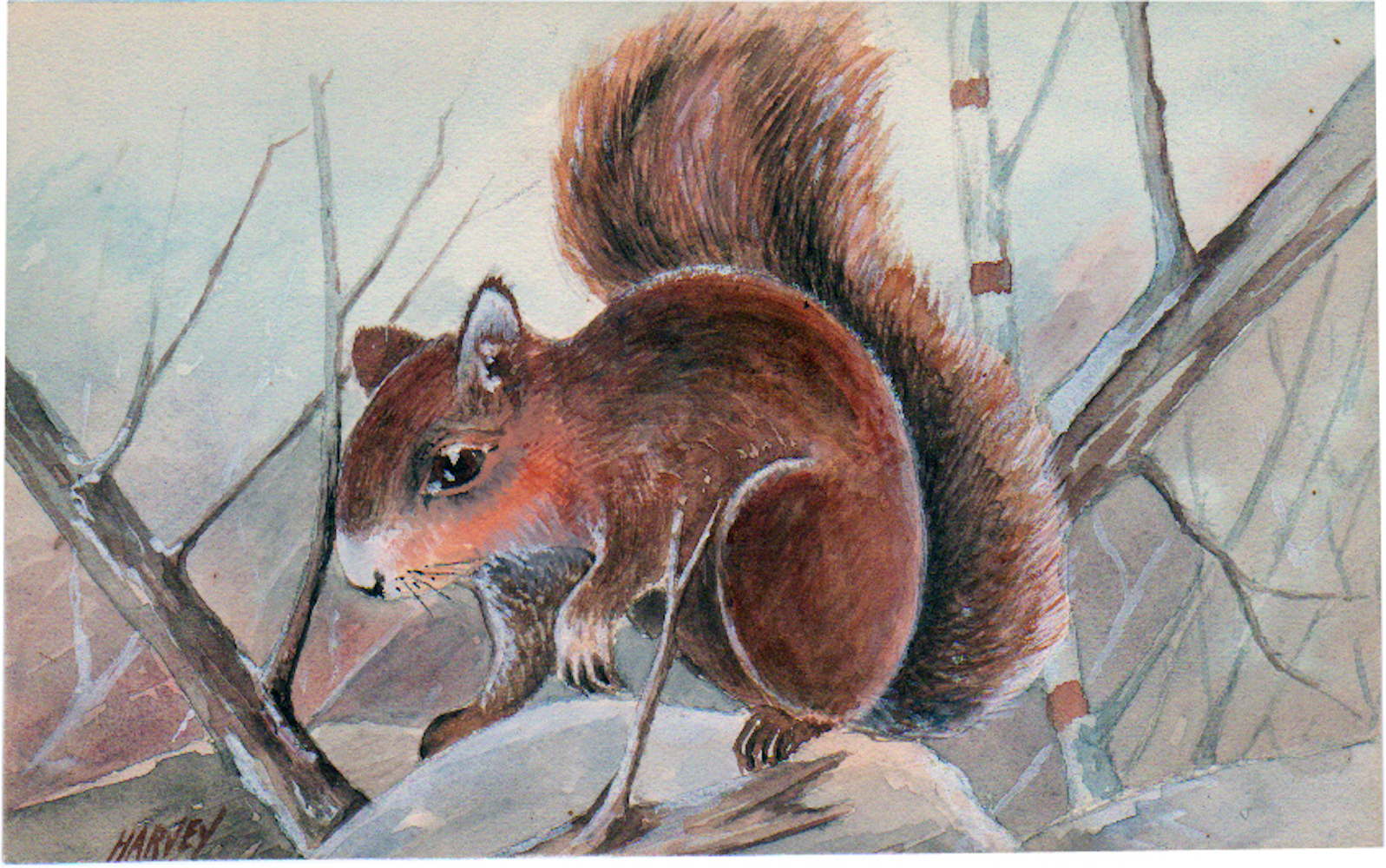 34-Fox-Squirrel