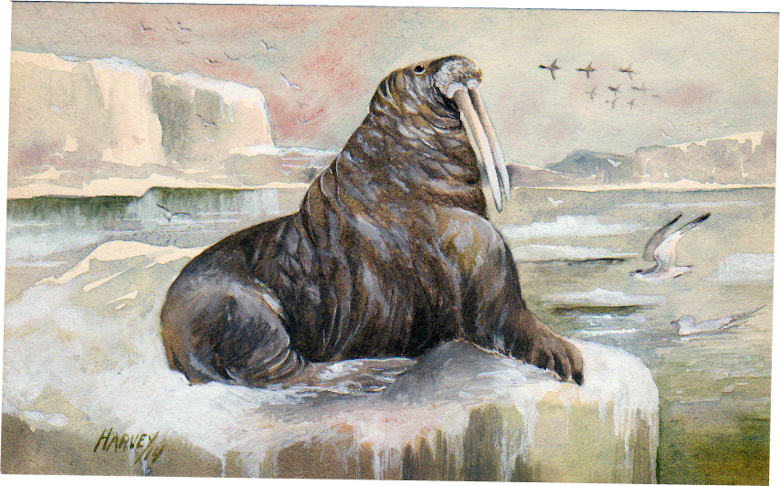 37-Walrus