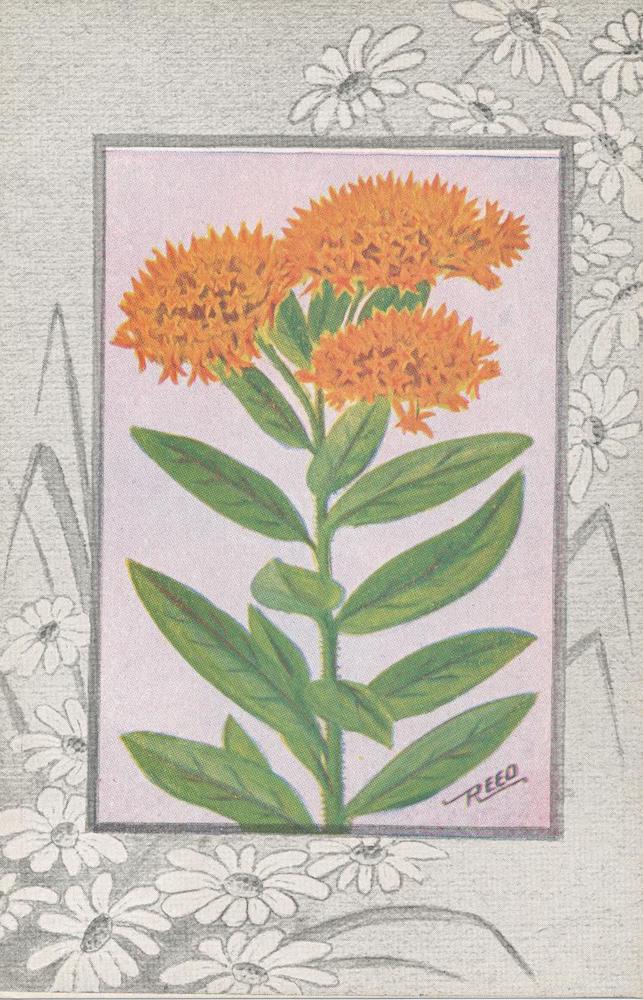 A02- Butterfly-weed
