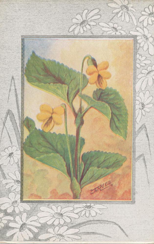 A06- Downy Yellow Violet