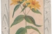 A07-sunflower