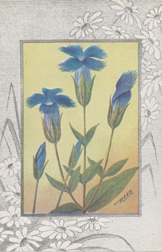 A21- Fringed Gentian