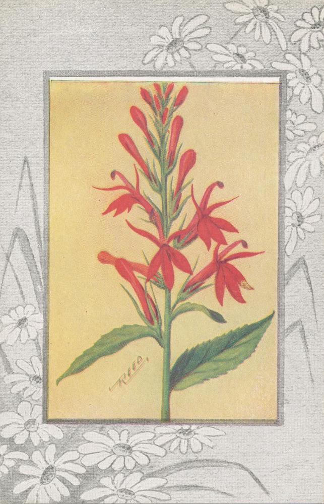 A22- Cardinal Flower