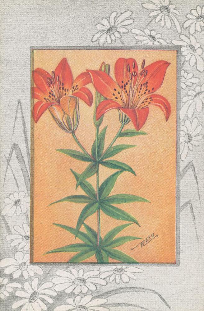 B01- Wood Lily – Wild Orange-red