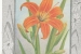 B18- Day Lily