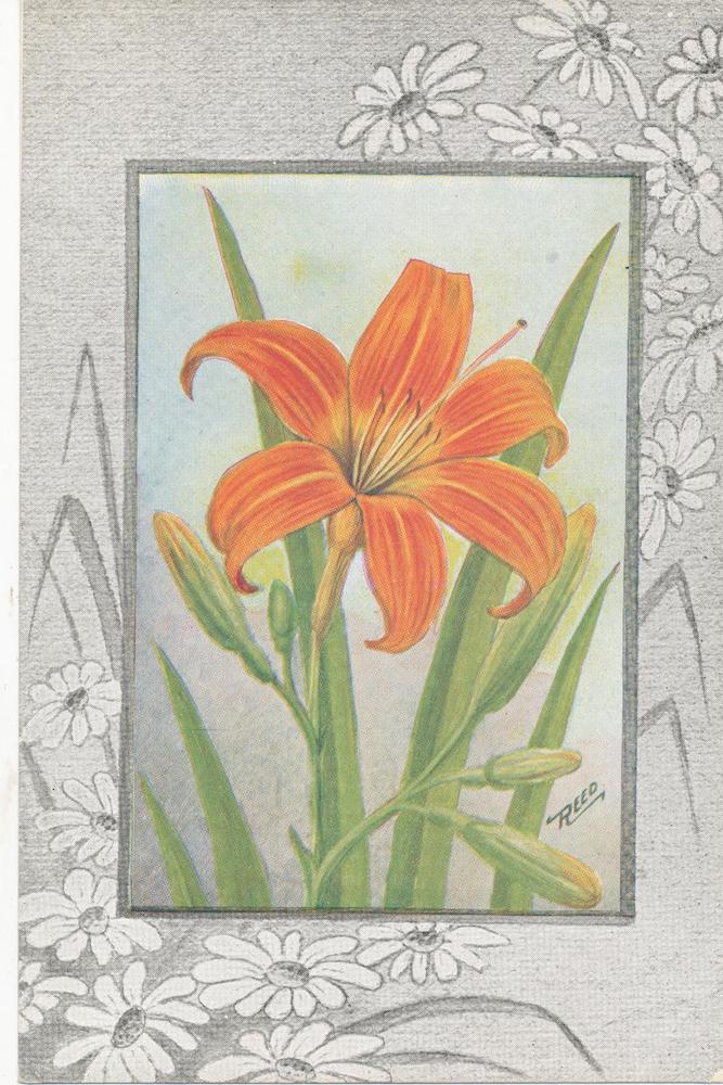 B18- Day Lily