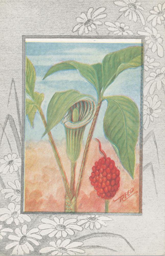 B24- Jack-in-the-Pulpit