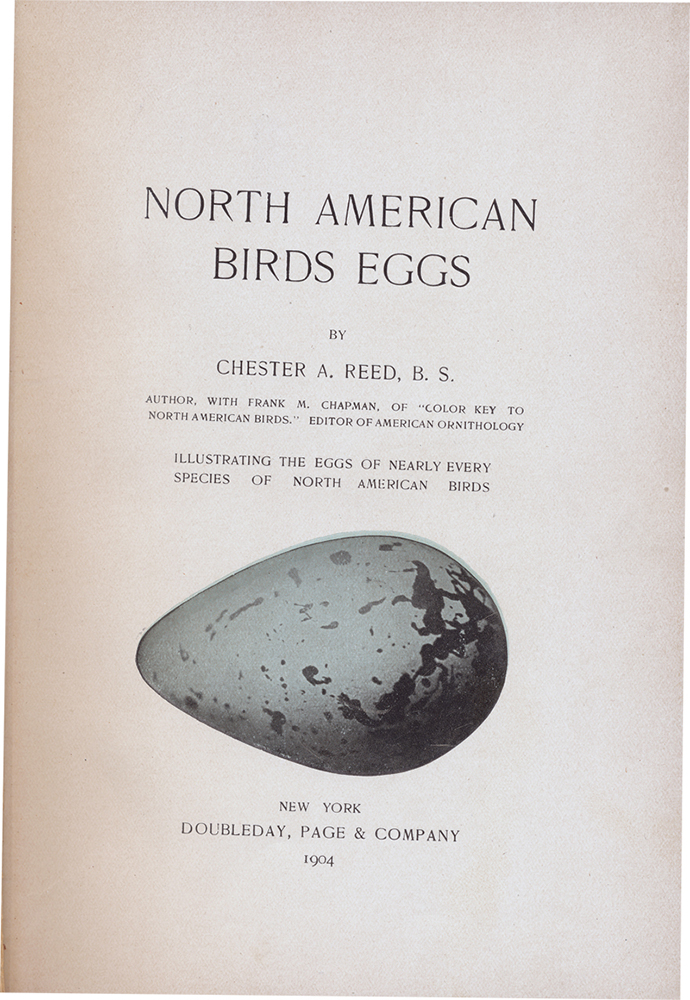NABird-Egg-auteurs