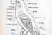Structure-oiseaux-376