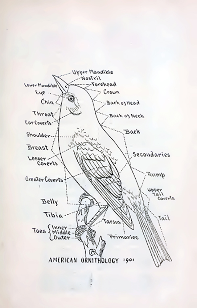 Structure-oiseaux-376