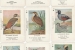 cartes-oiseaux