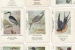 cartes-oiseaux_0002